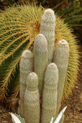 Kaktusy w hiszpańskim ogrodzie © Andrzej