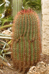 Kaktus w hiszpański ogrodzie