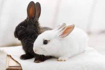 Pair of fluffy rabbits