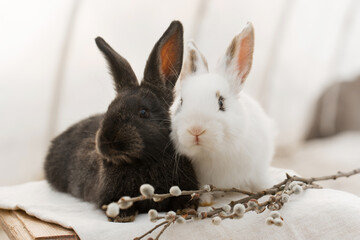 Pair rabbits, Easter concept