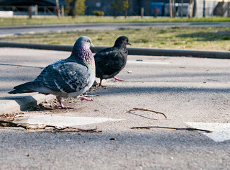 two Close-up Of Bird doves walking on the road 