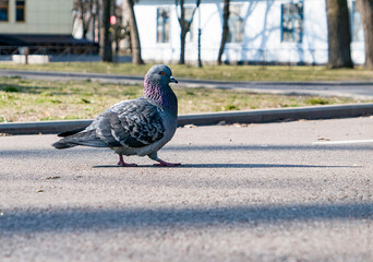 Close-up Of Bird dove walking on the road 