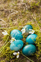 Blue Easter eggs with spring snowdrops
