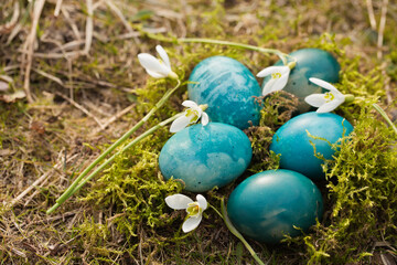 Easter eggs with spring snowdrops