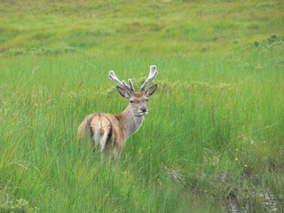 Bright summer day in a field in Scotland with a small deer standing on the tall grass