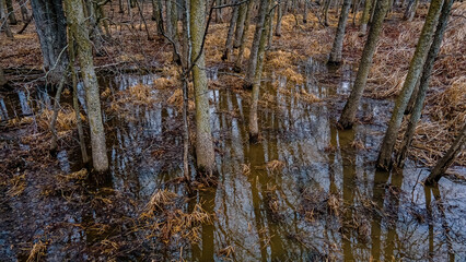 Water in the woods as snow melts with springtime