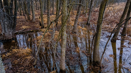 Fototapeta na wymiar Water in the woods as snow melts with springtime