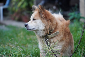 Adorable fluffy brown akita inu dog with a chain around its neck In the garden