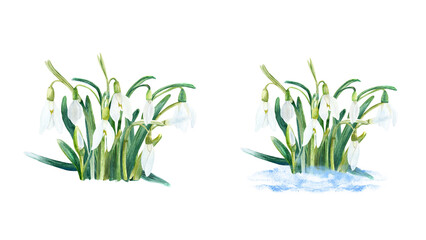 Snowdrop watercolor botanical illustration. Hand drawn illustration, isolated on white.