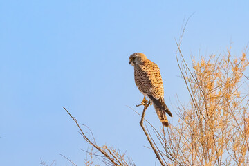 Common kestrel (Falco tinnunculus) perched on a branch