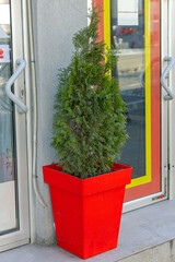 Thuja Plant Red Pot