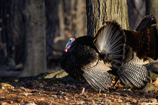 Male (tom) wild turkey with its tail feathers fanned out in early Spring