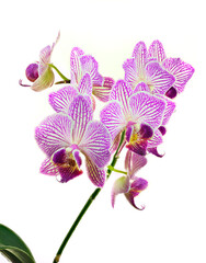 Fototapeta premium A Close-up Focus Stacked Image of Pink and White Orchids Isolated on White