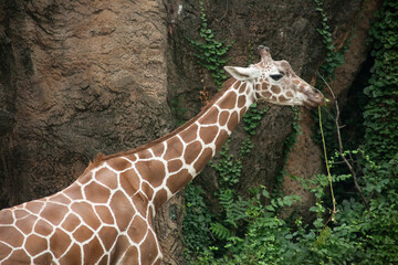 A giraffe chewing a tree branch in Philadelphia Zoo, the first American zoo, Pennsylvania, USA