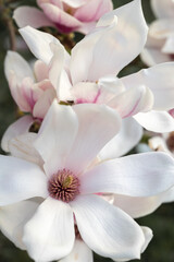 Fototapeta na wymiar Soft pink blooming magnolia tree close up, macro, during golden hour