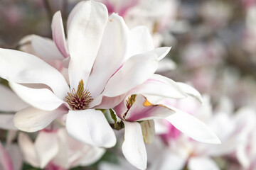 Naklejka premium Soft pink blooming magnolia tree close up, macro, during golden hour