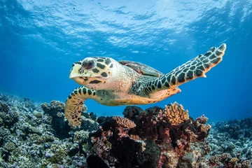Fotobehang sea turtle © Tropicalens