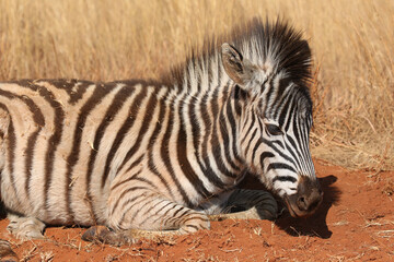 Zebra foal, Kruger National Park