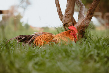Closeup of a cock in the garden
