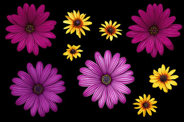 Pink flowers of Osteospermum ( African Daisies )  and bright yellow flowers of Rudbeckia hirta ( yellow daisy ) isolated on black background