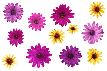 Pink flowers of Osteospermum ( African Daisies )  and yellow flowers of Rudbeckia hirta ( yellow daisy ) isolated on white background