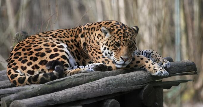 Two jaguars are resting in the forest