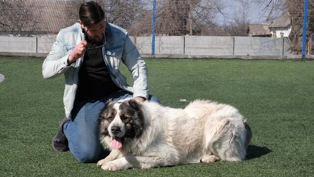 
A large dog with white fur lies on a football field, a man strokes a dog, walking an animal, cynology. Central Asian Shepherd Dog, wolfhound Alabai breed
