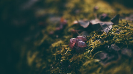 Closeup of mushrooms in the forest