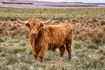Brown long haired longhorn cow