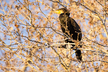 Great cormorant (Phalacrocorax carbo) perched in a branch
