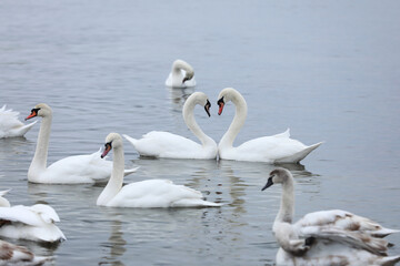 Fototapeta premium Flock swans swims in the pond. Wintering of wild birds in the city. Survival of birds, nature care, ecology environment concept, fauna ecosystem