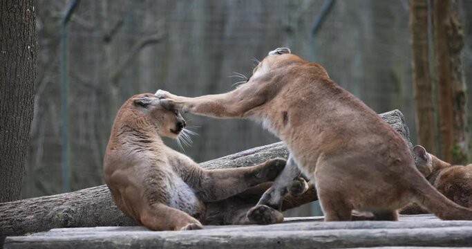 Cougars play together in the forest