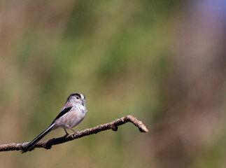Long-tailed tit (Aegithalos caudatus) on a tree branch. Copy Space