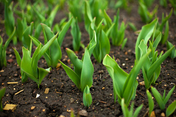 Sprouts in ground. Green plants in flower bed. Garden details. Land for flowers.