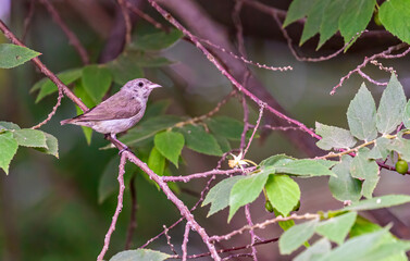 Neelgiri Flower peckers resting on a tree