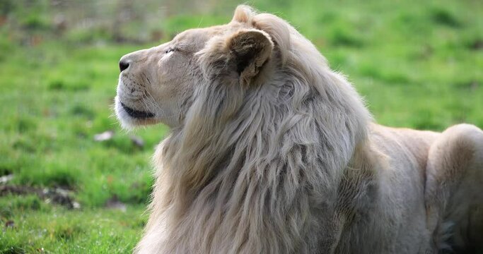 Portrait of white lion in the plain