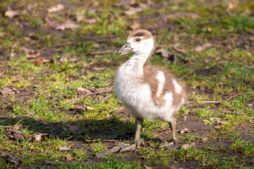 Egyptian gosling