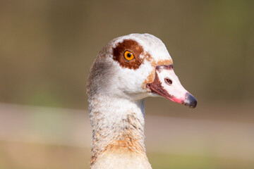 Egyptian goose