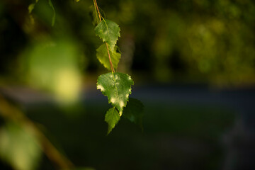 Birch leaves. Plant in summer. Natural color of nature. Tree branches.