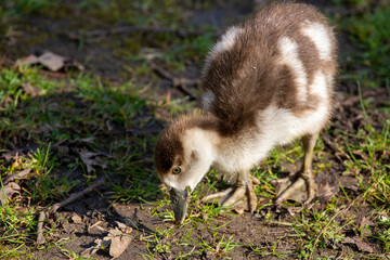 Egyptian gosling