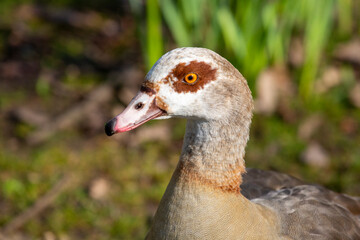 Egyptian goose