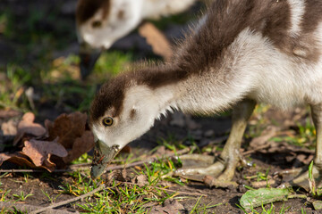 Egyptian gosling
