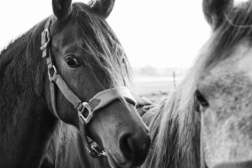 Closeup grayscale portrait of a horses with bridle in Maransart, Belgium