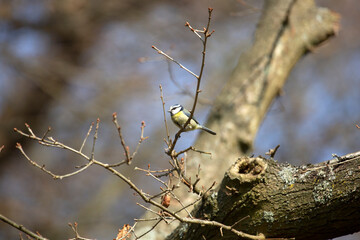 Blue tit in tree