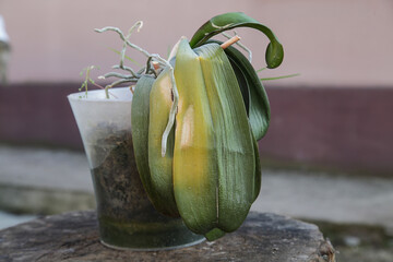 Orchid Disease. Bacterial Brown Rot, spotting. Diseased Leaf Orchid