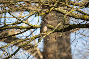 Woodpecker in tree