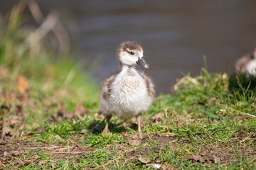 Egyptian gosling