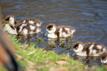 Egyptian goslings