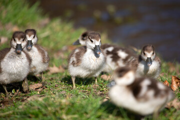 Egyptian gosling