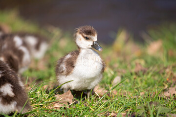 Egyptian gosling